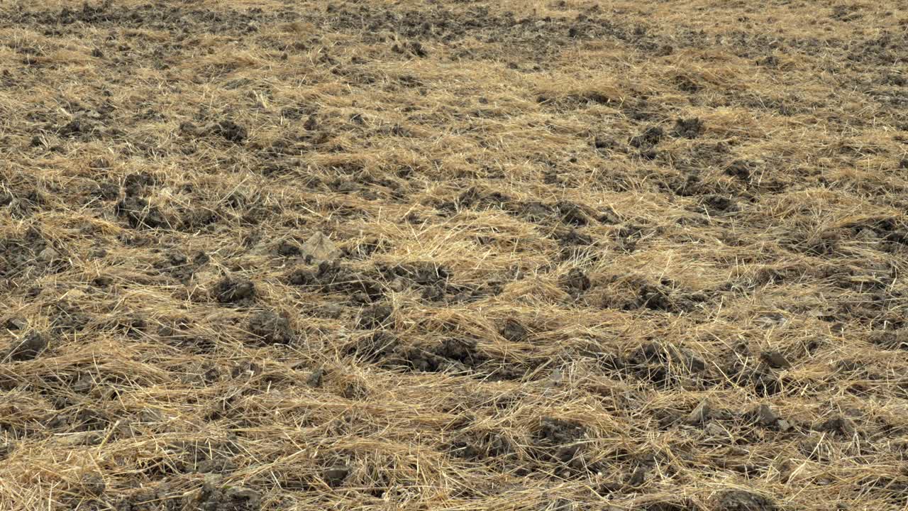 Cultivated textured ground with cut hay spread across, close-up, Moselle, France