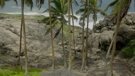 tropical palm trees on a rocky coastline