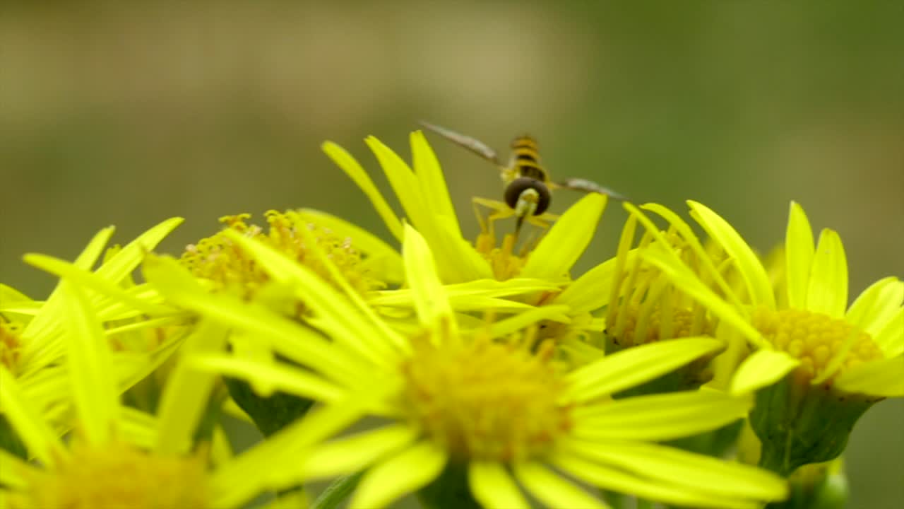 toma macro única de moscas sírfidas, también llamadas moscas de flores, se alimentan de néctar de margarita