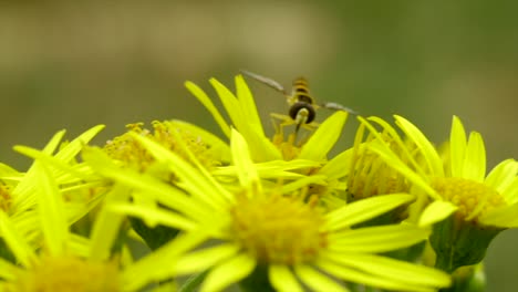 Toma-Macro-única-De-Moscas-Sírfidas,-También-Llamadas-Moscas-De-Flores,-Se-Alimentan-De-Néctar-De-Margarita