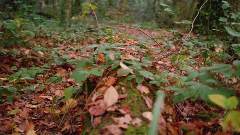 Blick-Auf-Einen-Mit-Efeu-Und-Herbstlaub-Bedeckten-Baumstamm