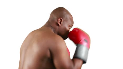 serious muscular boxer with gloves practising