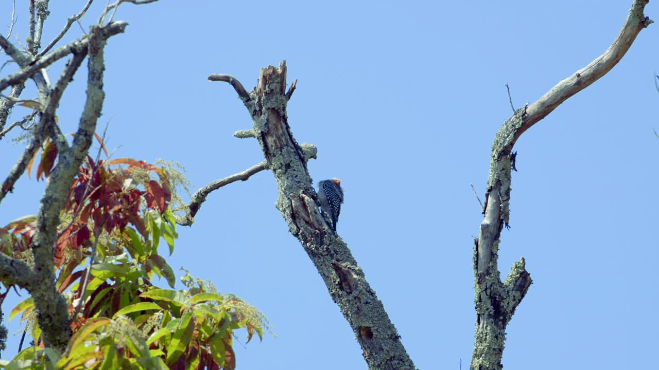 나무 줄기와 가지에 붉은 배 딱따구리