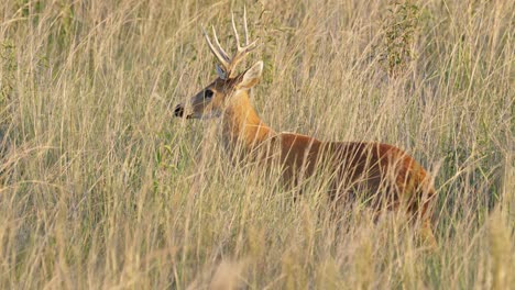 Spiritual-animal,-marsh-deer,-blastocerus-dichotomus-with-tawny-brown-fur-has-the-ability-to-camouflage-in-the-wild-nature,-hide-away-from-its-predators,-wildlife-close-up-shot