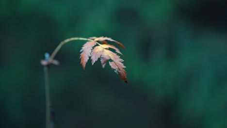 Close-up-of-a-dry-leaf-on-a-green-background-slightly-shaking-in-the-breeze