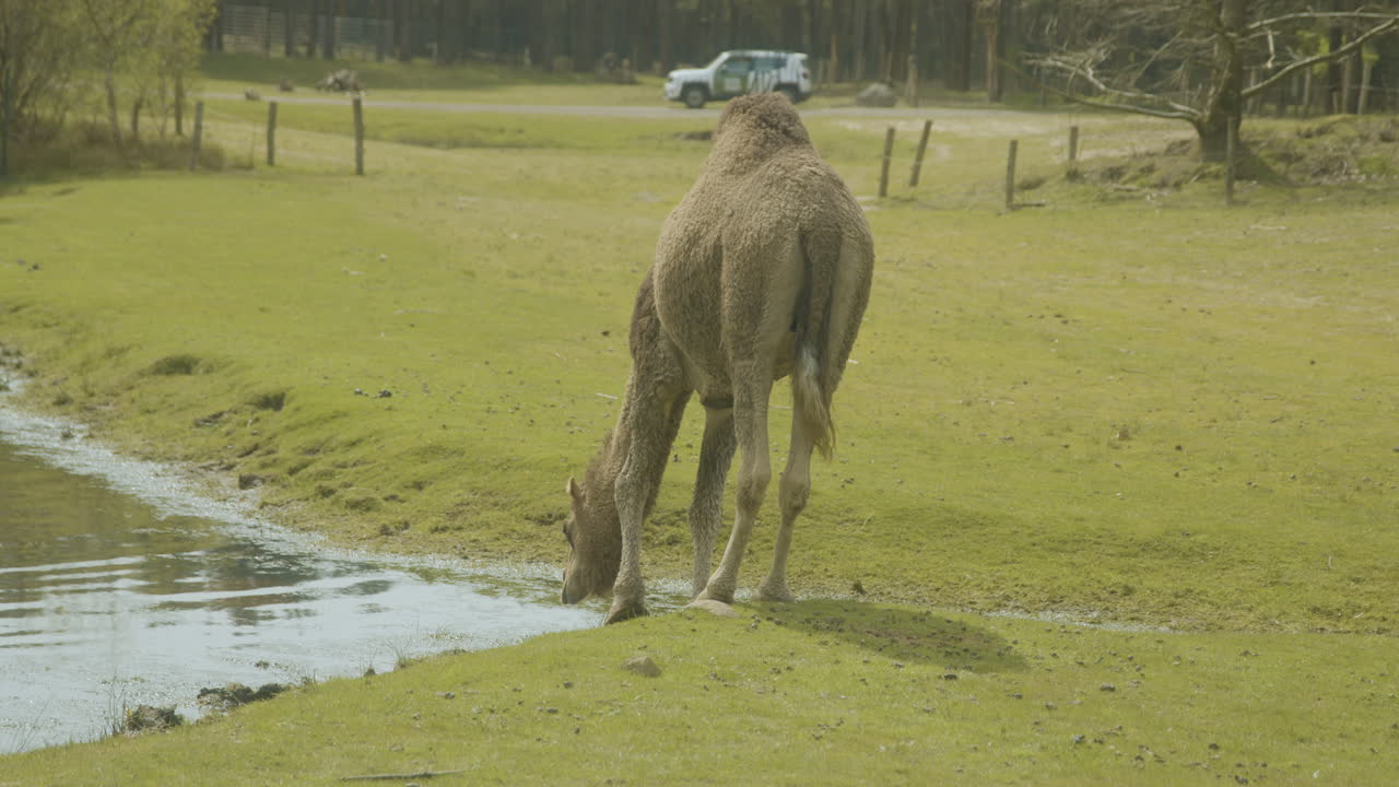 un dromedario bebiendo de un estanque en un parque safari