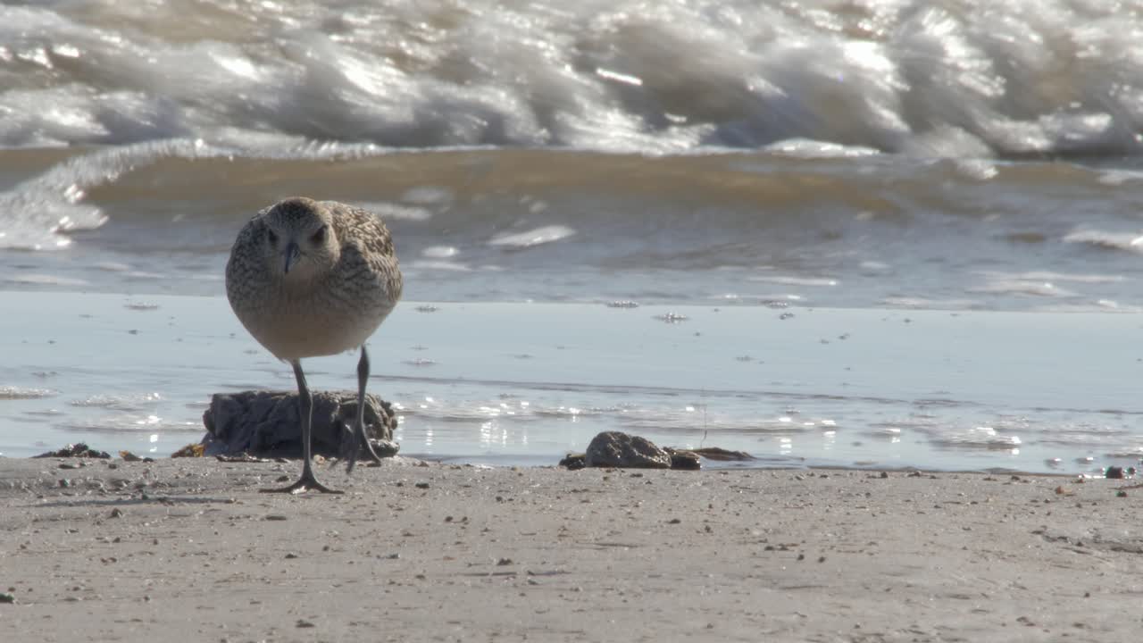 Strandhjejle nyder at søge føde ved havet på en solrig dag - Nærbillede