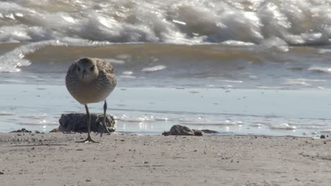 Grey Plover Bird Enjoy Searching Food Near The Sea During A Sunny Day - Close Up Shot