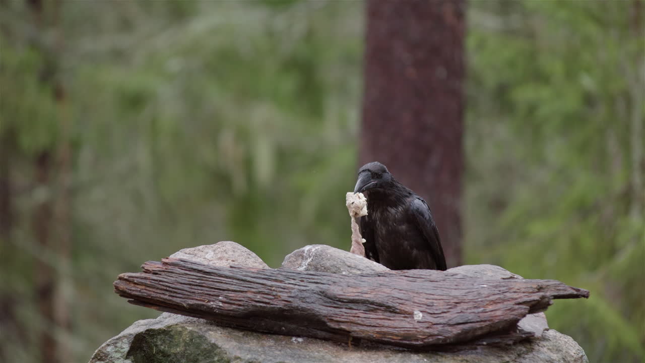 todos los cuervos negros saltan de la roca con comida en su pico en bosques remotos