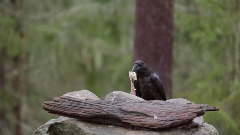 all black raven hops off rock with food in its bill in remote woods