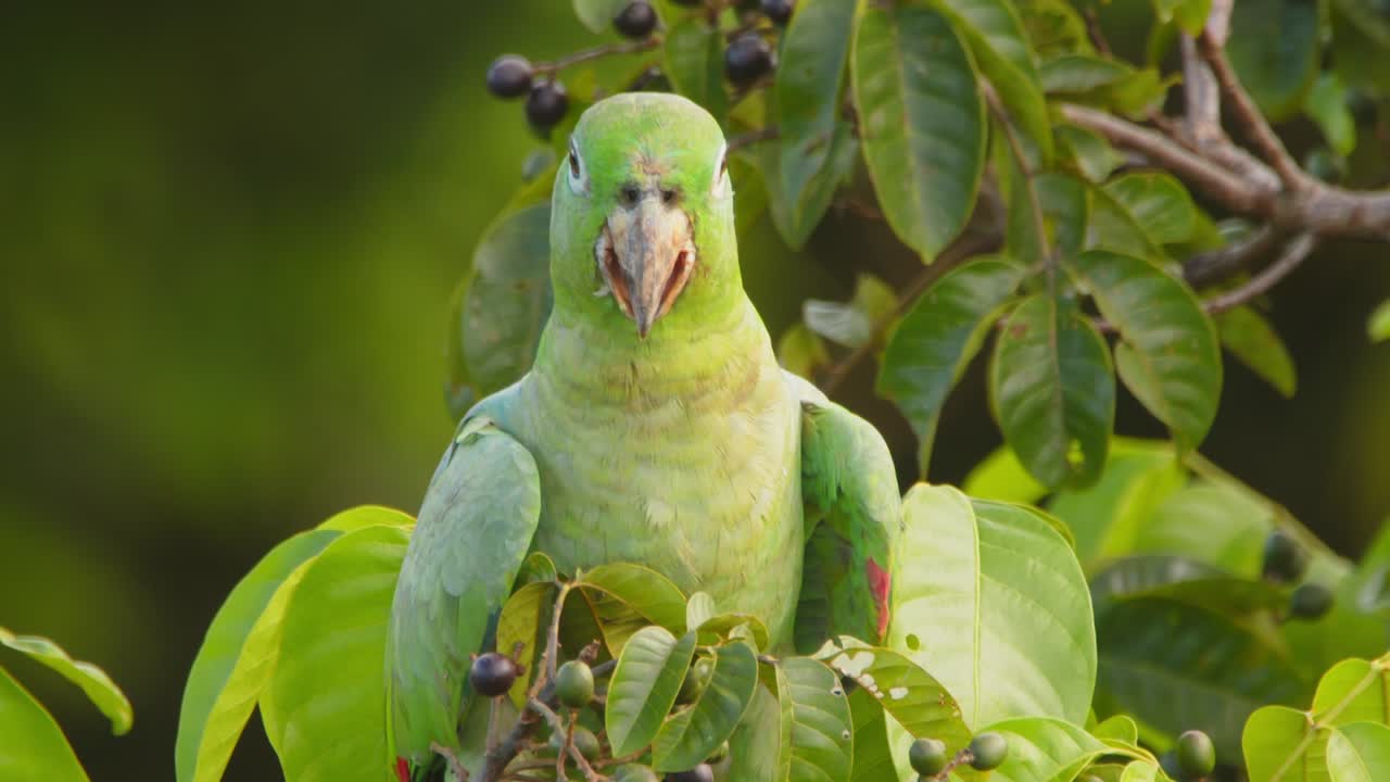 A Mealy Parrot relishes its meal, basking in the warmth of the Amazon morning deep in Peru’s rainforest.