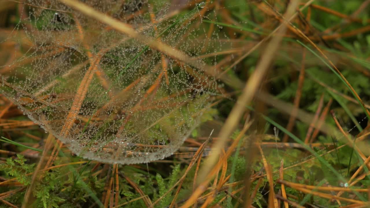 telaraña atrapada cubierta de rocío matutino, colocada en un prado entre tallos, día brumoso en un prado de otoño, tiro cerrado moviéndose lentamente en un viento tranquilo
