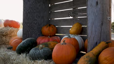 Hermoso-Surtido-De-Calabazas-Decorativas-De-La-Temporada-De-Otoño-Al-Atardecer-En-El-Festival-De-Otoño-De-Octubre