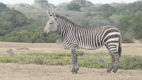 Wide-shot-of-mountain-zebra-standing