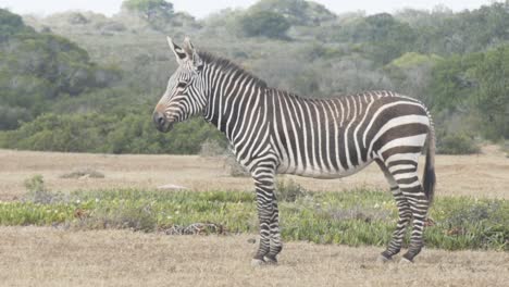 wide shot of mountain zebra standing