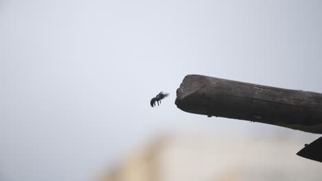 large black carpenter bee flying around its home in a wooden beam