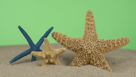 panorama. three starfish sticking out of the sand. isolated