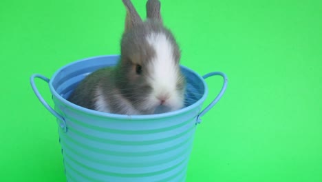 baby cute rabbit or new born adorable bunny on green screen  background.