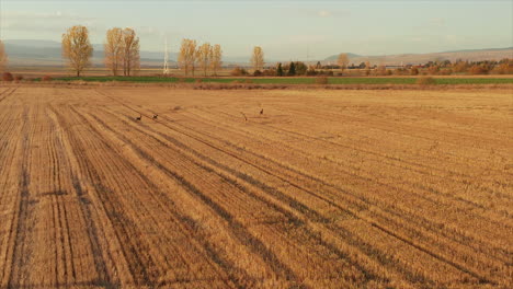 aerial view of wild deers running on golden crop fields in autumn season
