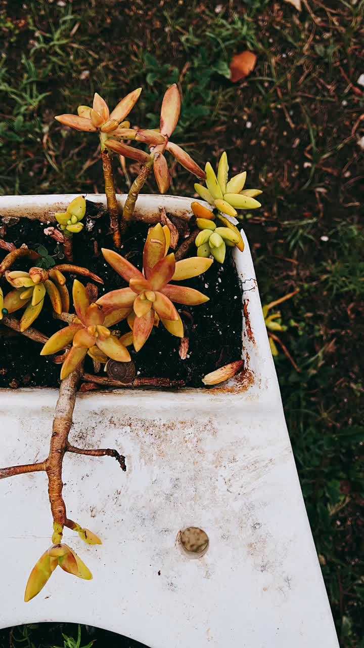 suculento en una olla blanca