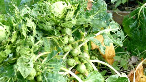 organic vegetable sprout plants showing caterpillar damage