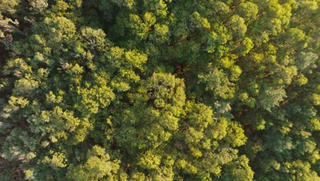 overhead view of dense forest with green foliage in summer