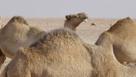 3 camels together and close up whilst chewing and walking forward