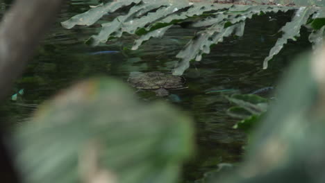 Teich-Im-Tropischen-Bereich---Durch-Laub-Geschossen