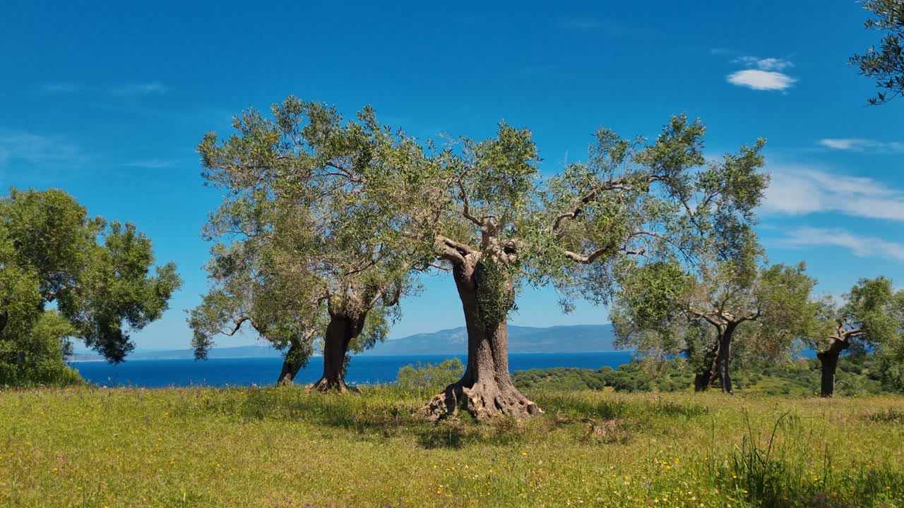Vista pittoresca degli alberi di ulivo nella penisola Calcidica, Grecia, con il Mar Egeo calmo sullo sfondo in una giornata di primavera soleggiata, che cattura il risveglio stagionale della natura