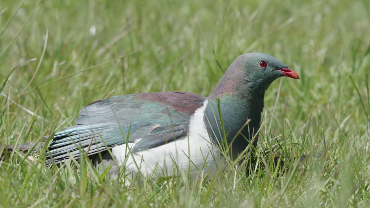 paloma de madera kereru descansando en prados verdes soleados cerca del glaciar fox, costa oeste de la isla sur de nueva zelanda