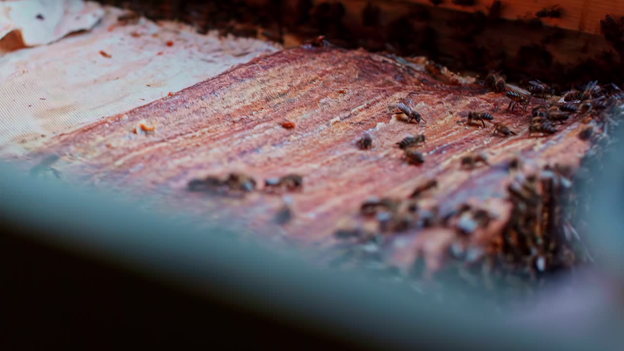 Primo piano di numerose api da miele che sciamano su una superficie di legno texturizzata