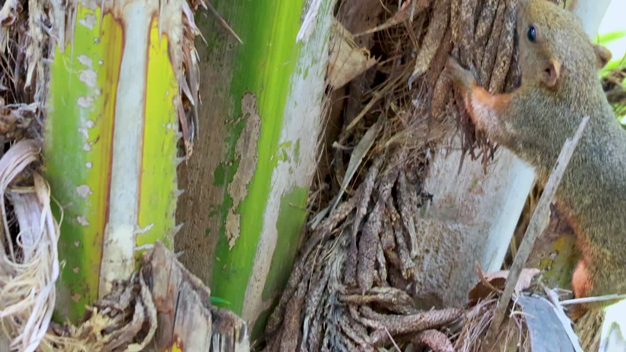 방의 라마 9 공원에서 다람가 나무 줄기를 항해합니다. 자연적인 조명은 질의 질에 대한 민한 움직임을 강조합니다.