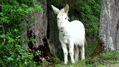 donkey, esel, white, ruminant, dog-ear, looking for, 4k