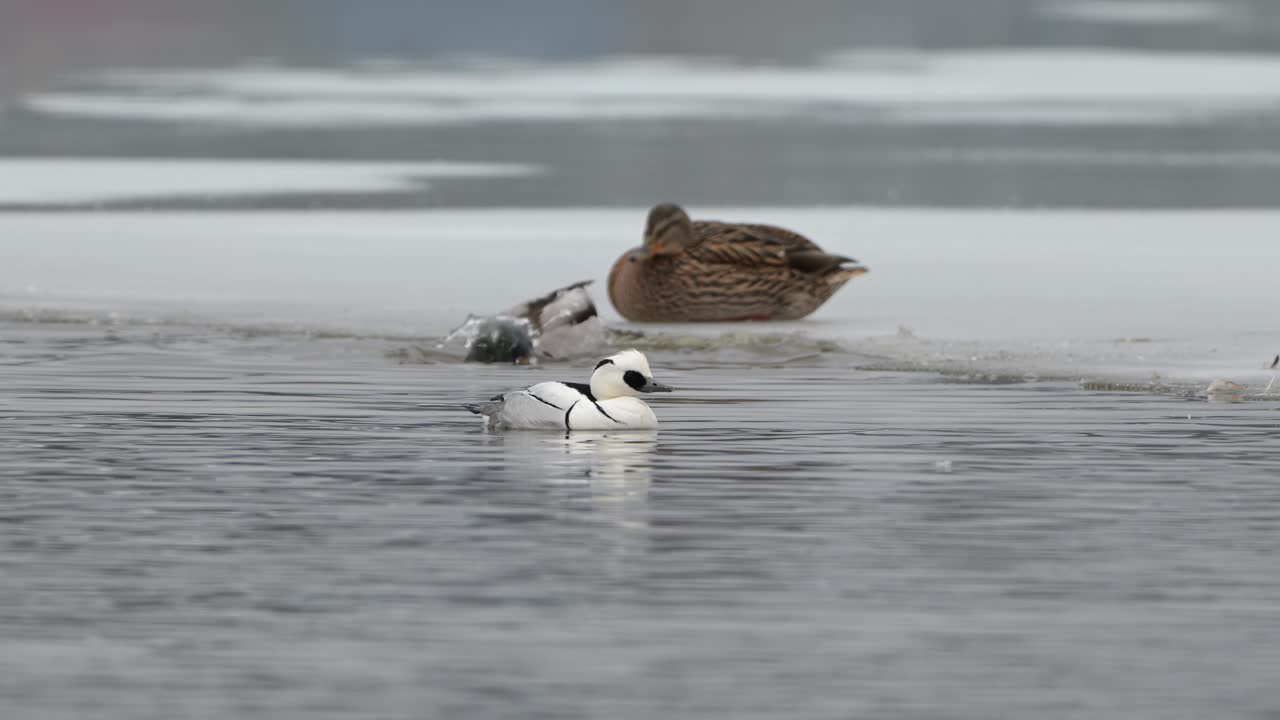 pato espolido relajándose en agua fría mientras el mallard limpia en el fondo, cámara lenta