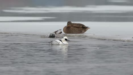 Smew-duck-relaxing-on-cold-water-while-Mallard-cleaning-in-background,-Slow-motion