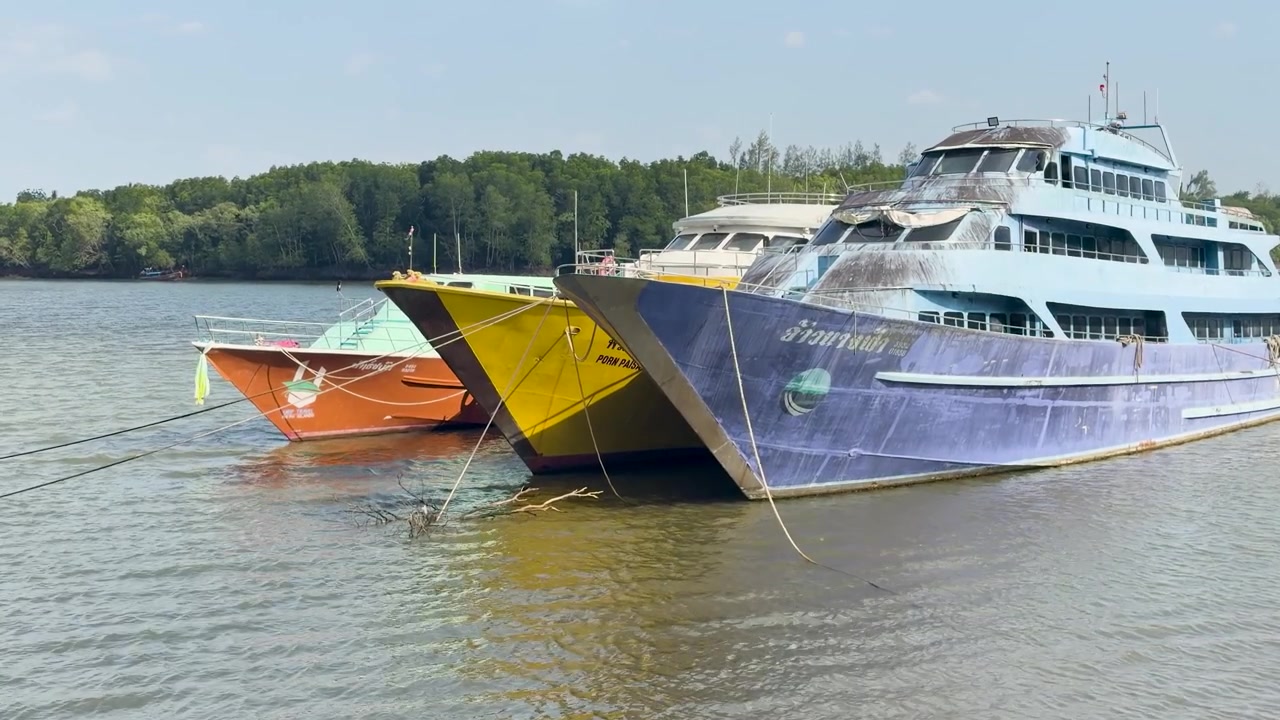 Plan large fixe de ferries de passagers colorés ancrés dans une rivière près de forêts de mangroves.