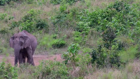 Die-Asiatischen-Elefanten-Sind-Vom-Aussterben-Bedroht-Und-Sie-Sind-Auch-In-Thailand-Beheimatet