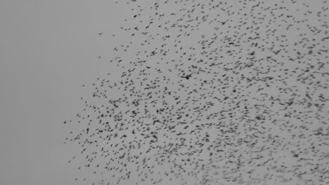 European-Starling-murmuration-in-Cumbria,-with-with-a-bird-of-prey-among-the-flock