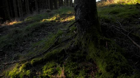 tilt-shot-of-sunshine-on-moss-covered-tree-stump