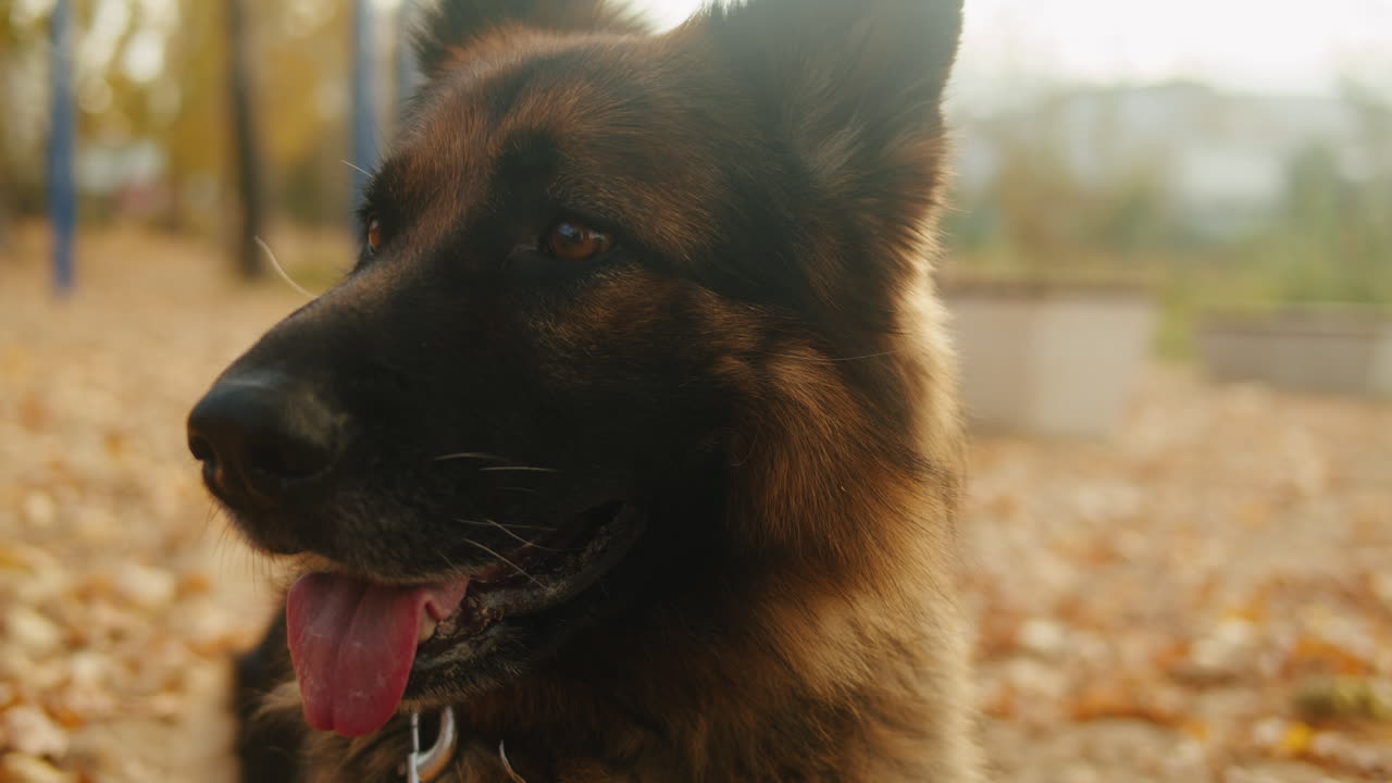 German Shepherd in an Autumn Park