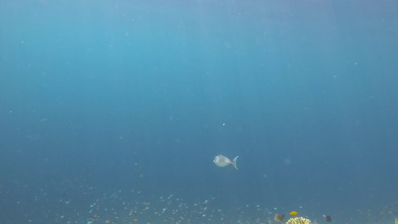 외로운 유니콘피쉬가 은 파란 바다에서 우아하게 수영합니다.