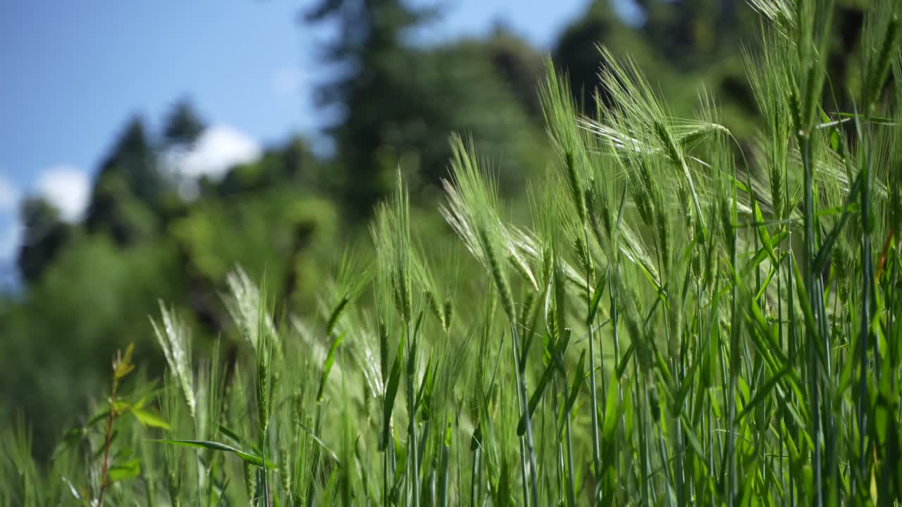 Wheat cultivated in the hilly areas.