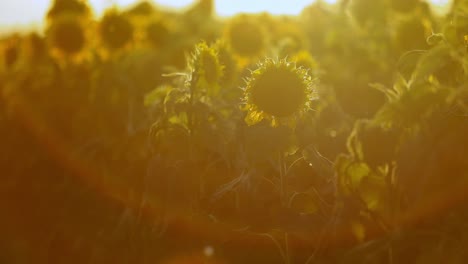 un campo de girasoles en un sol de la mañana naciente