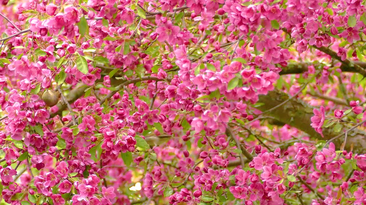 Wide view of two Orange-crowned warblers browsing and foraging for food among beautiful red blossoms in early spring