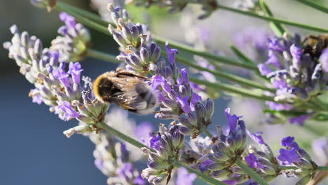 very close up shot of lavender flowers with bumblebees
