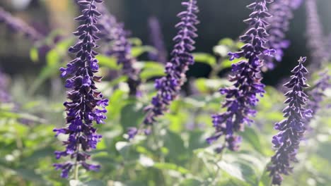 primer plano de flores púrpuras balanceándose bajo la luz del sol