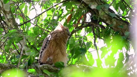 Die-Buffy-Fish-Owl-Ist-Eine-Große-Eule-Und-Doch-Die-Kleinste-Unter-Den-Vier-Fischeulen