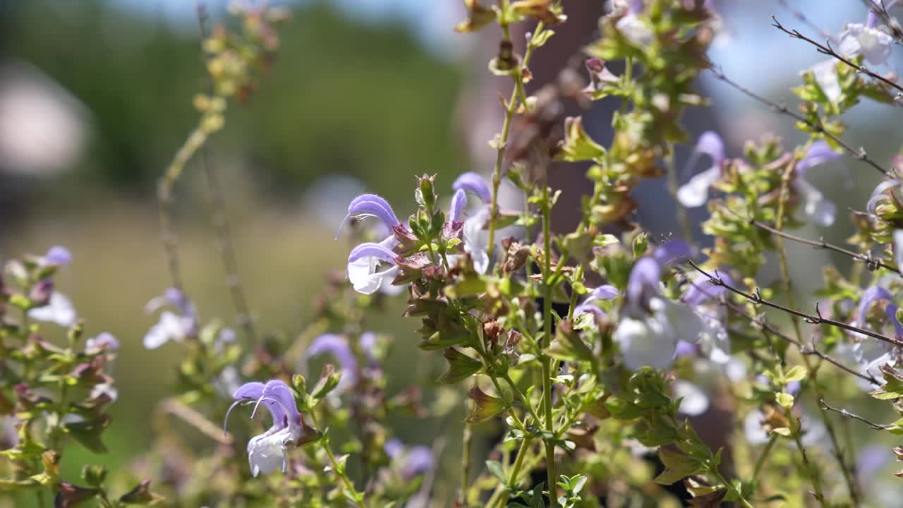disparo medio de la planta de salvia camelaeagnea balanceándose en la brisa en una granja tranquila