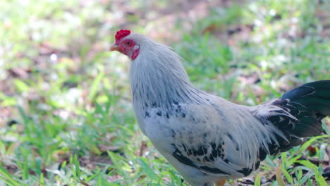 profilo di gallo di piumaggio bianco e nero in primo piano