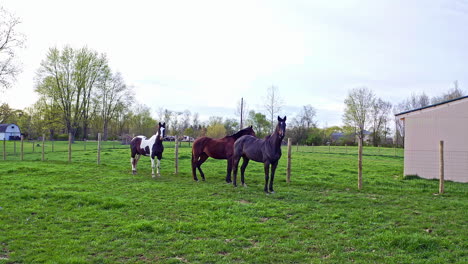 Aerial-View-of-Horses-in-Field